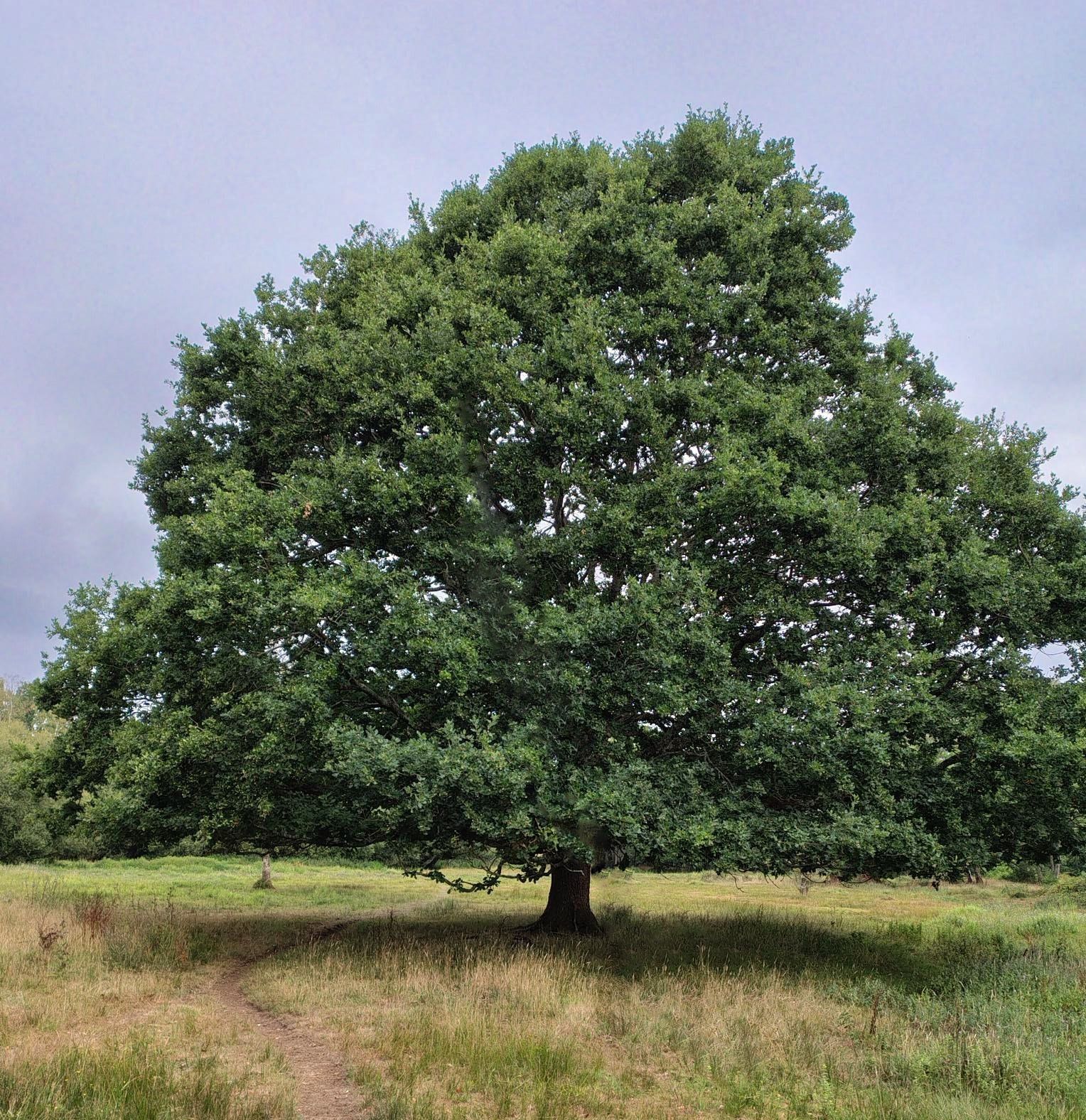 tree